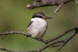 Masai Mara - kingfisher