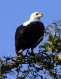 Lower Zambezi - Fish eagle
