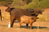 Lower Zambezi - Buffalo family