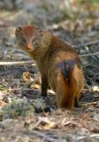 South Luangwa