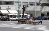 Dog Walkers