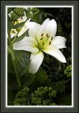 White lily