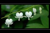 White 'Dutchman's breeches', Athelhampton, Dorset