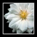 White clematis, Barrington Court, Somerset