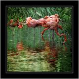 Flamingoes, Cricket St. Thomas, Somerset