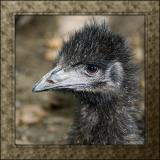 Rhea, Cricket St. Thomas, Somerset