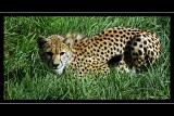 Cheetah in the grass, Cricket St. Thomas, Somerset