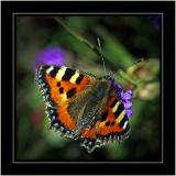 Small tortoiseshell, Coughton Court, Warwickshire