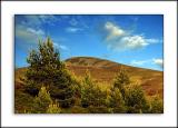 Fir trees in the sun, between Tomintoul and Grantown, Morayshire, Scotland
