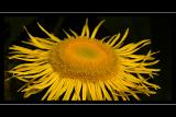 Spindly yellow flower, Mapperton Gardens, Dorset