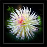 Spiky dahlia, Botanic Garden, Lacock, Wiltshire