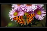 Comma, Tintinhull Garden, Somerset