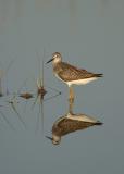 9- Greater Yellow Legs Reflection