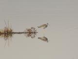 18-Yellow Legs Reflection