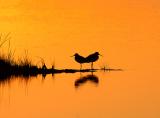 23 Greater Yellowlegs at Sunset
