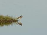 Yellow Legs Reflection.jpg
