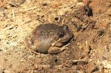 Disturbed in the vegie patch