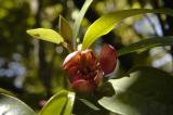 Port Wine Magnolia