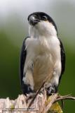 Biggest Pics of the Smallest Raptor