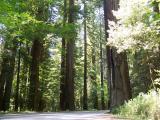 Avenue of the giants