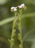 Plagiobothrys scouleri Scouler's popcorn flower
