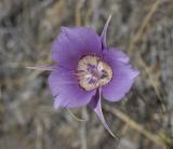 Calochortus macrocarpus Sagebrush mariposa lily