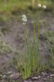 Triantha (Tofeldia) glutinosa Sticky tofieldia