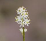 Triantha (Tofeldia) glutinosa Sticky tofieldia