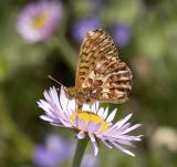 Arctic fritillary Boloria chariclea rainieri