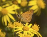 Woodland skipper Ochlodes sylvanoides sylvanoides