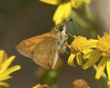 Woodland skipper Ochlodes sylvanoides sylvanoides