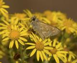 Oregon branded skipper Hespera colorado oregonia