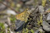 Common branded skipper Hespera comma bulburti