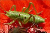 Isophya pyrenaea (Serv.) (???)