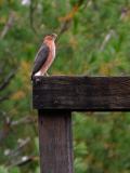 ÉPERVIER BRUN / SHARP-SHINNED HAWK