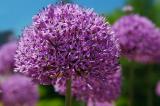 purple allium flower.jpg