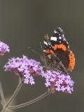 Red Admiral