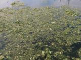 Sargasso sea. (fish turned into plants)