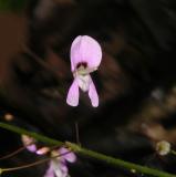 Cleome Type