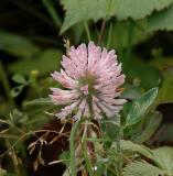 Clover, European Red