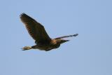 American Bittern