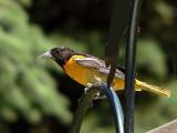Oriole mature