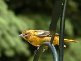 Oriole immature
