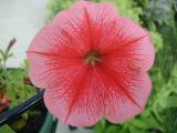 Petunia