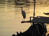 birdsunset1.JPG