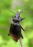 Calosoma (calidum?) - Fiery Hunter (?)