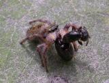 Bronze Jumper (?) -- Eris militaris (?) - carrying ant -- view 2