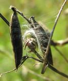Jumping spider inside nest on vetch plants