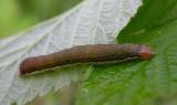 caterpillar on raspberry leaf -- not ID'd yet