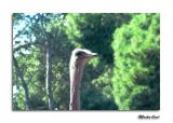 Ostrich